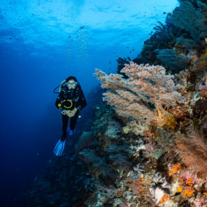 Diver descending a wall beside pink soft corals, vertical, Nyata South, Banda Sea, Indonesia