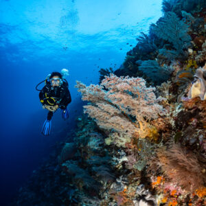Diver behind pink soft corals on a sunlit wall, vertical, Nyata South, Banda Sea, Indonesia