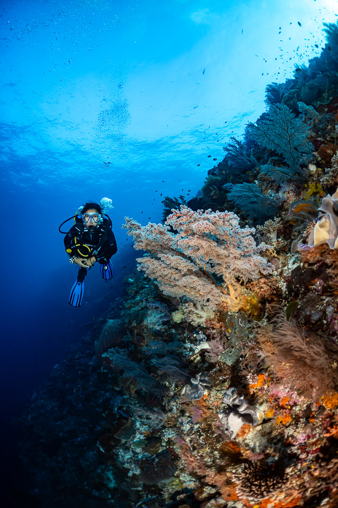 Diver behind pink soft corals on a sunlit wall, vertical, Nyata South, Banda Sea, Indonesia