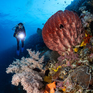 Diver with torch beside a red barrel sponge and soft corals, Nyata South, Banda Sea, Indonesia