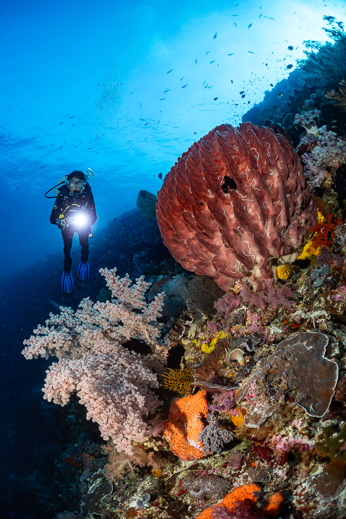 Diver with torch beside a red barrel sponge and soft corals, Nyata South, Banda Sea, Indonesia