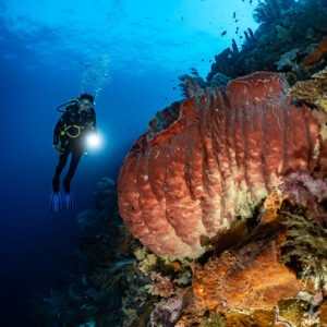 Diver lighting a large red barrel sponge on a wall, vertical, Nyata South, Banda Sea, Indonesia