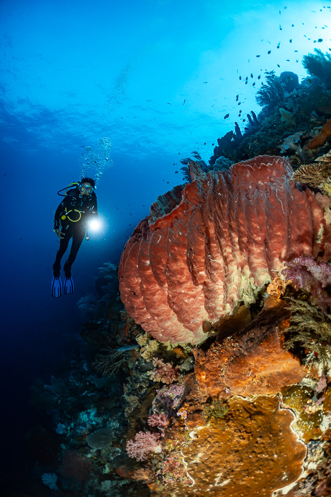 Diver lighting a large red barrel sponge on a wall, vertical, Nyata South, Banda Sea, Indonesia