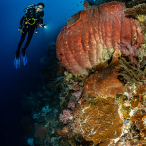 Diver beside a red barrel sponge stacked on a wall, vertical, Nyata South, Banda Sea, Indonesia