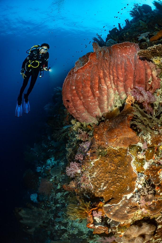 Diver beside a red barrel sponge stacked on a wall, vertical, Nyata South, Banda Sea, Indonesia