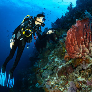 Diver reaching toward a red barrel sponge on a wall, Nyata South, Banda Sea, Indonesia