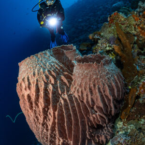Diver with torch above a huge double barrel sponge, Nyata South, Banda Sea, Indonesia