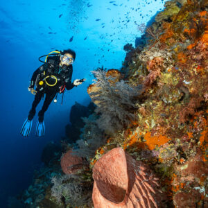 Diver on a colourful wall above a pink barrel sponge, vertical, Nyata South, Banda Sea, Indonesia