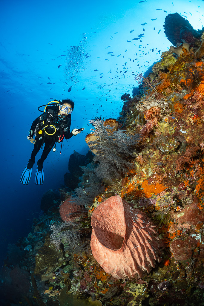 Diver on a colourful wall above a pink barrel sponge, vertical, Nyata South, Banda Sea, Indonesia