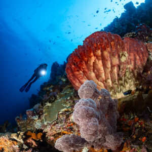 Red barrel sponge and purple sponge with distant diver on a wall, Nyata South, Banda Sea, Indonesia