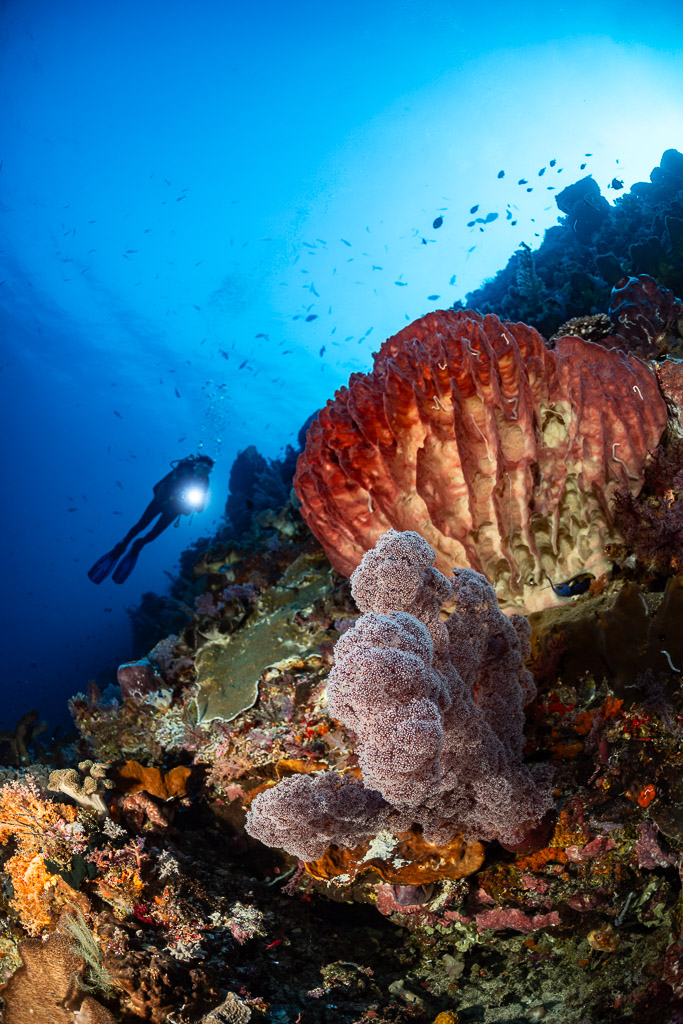 Red barrel sponge and purple sponge with distant diver on a wall, Nyata South, Banda Sea, Indonesia