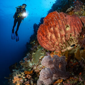 Diver with torch above red and purple sponges on a wall, Nyata South, Banda Sea, Indonesia