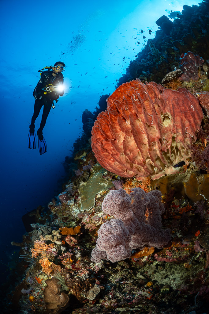 Diver with torch above red and purple sponges on a wall, Nyata South, Banda Sea, Indonesia