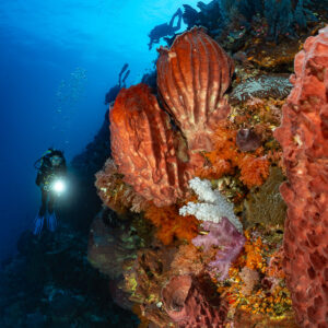 Diver beside red barrel sponges and orange soft corals, vertical, Nyata South, Banda Sea, Indonesia