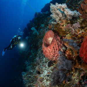 Diver with bright torch beside a barrel sponge and white soft coral, Nyata South, Banda Sea, Indonesia