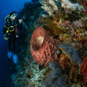 Diver close to a barrel sponge below white soft corals, vertical, Nyata South, Banda Sea, Indonesia