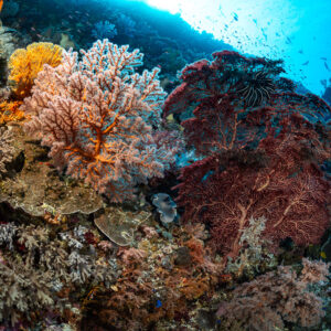 Colourful wall with pink and red sea fans and a feather star, Nyata South, Banda Sea, Indonesia