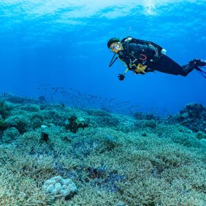 Diver swimming over a wide field of staghorn coral, The Arch, Banda Sea, Indonesia