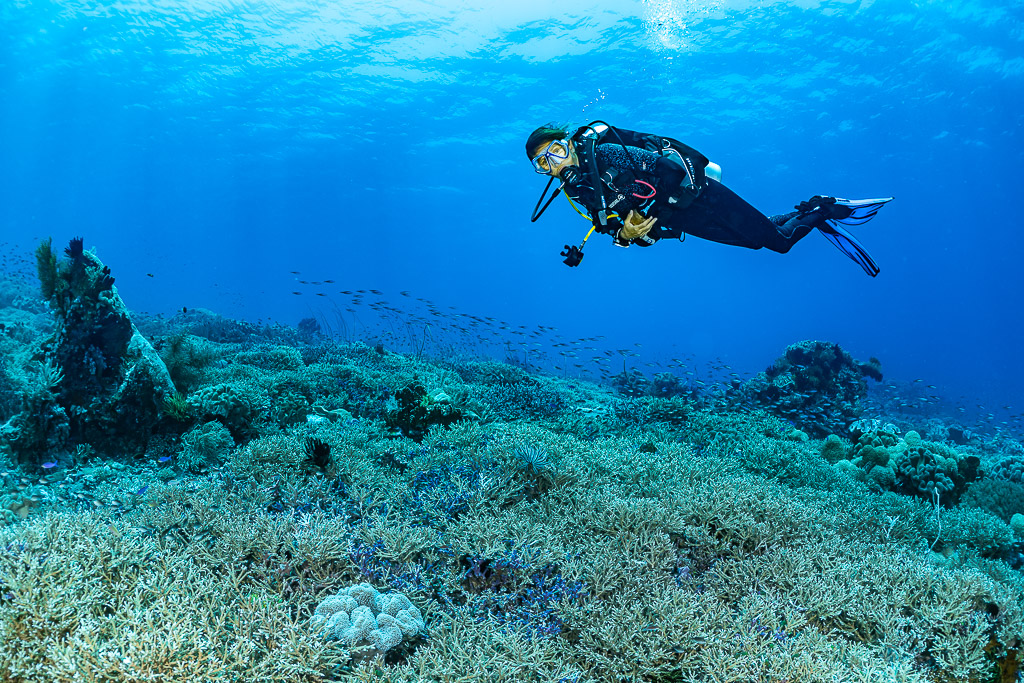 Diver swimming over a wide field of staghorn coral, The Arch, Banda Sea, Indonesia