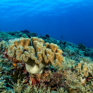 Large leather coral rising from a staghorn coral field, The Arch, Banda Sea, Indonesia