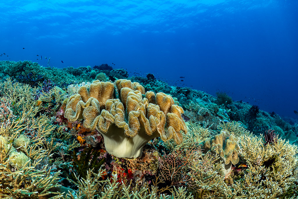 Large leather coral rising from a staghorn coral field, The Arch, Banda Sea, Indonesia