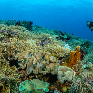 Distant diver above a staghorn reef with leather corals, The Arch, Banda Sea, Indonesia