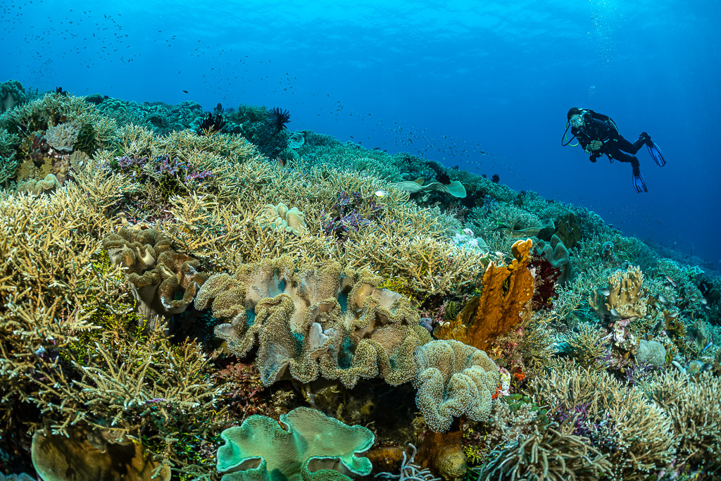 Distant diver above a staghorn reef with leather corals, The Arch, Banda Sea, Indonesia