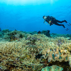 Diver above leather corals and an orange sponge on a staghorn reef, The Arch, Banda Sea, Indonesia