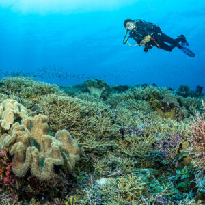 Diver swimming above leather corals and a red soft coral bush, The Arch, Banda Sea, Indonesia