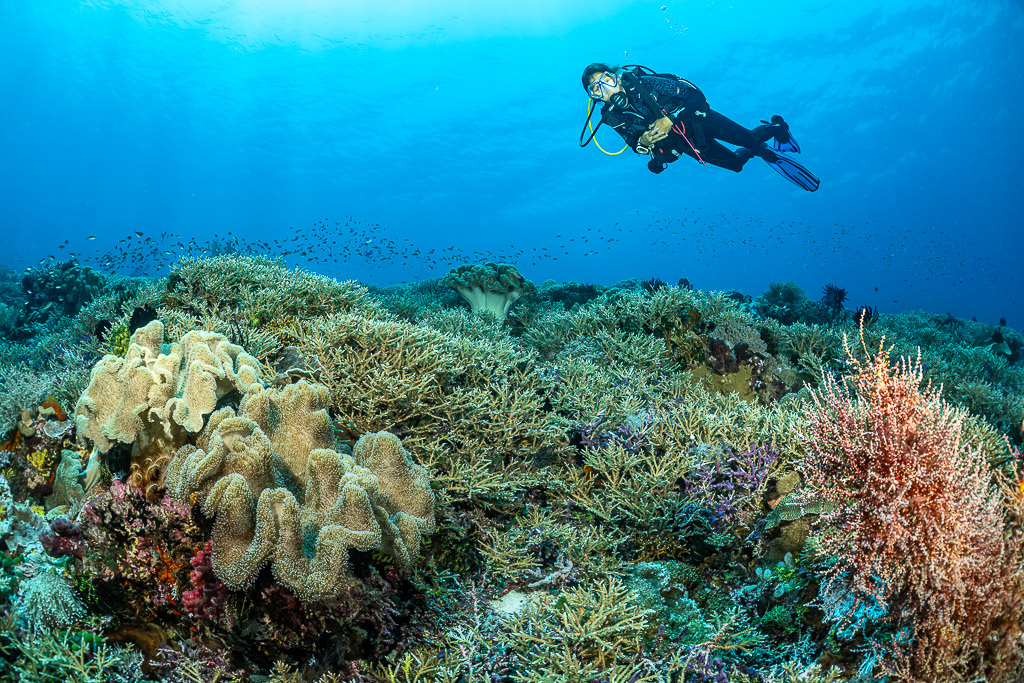 Diver swimming above leather corals and a red soft coral bush, The Arch, Banda Sea, Indonesia