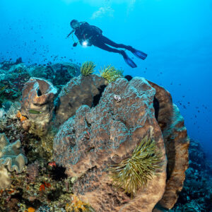 Diver with torch above a large folded sponge with crinoid, vertical, The Arch, Banda Sea, Indonesia