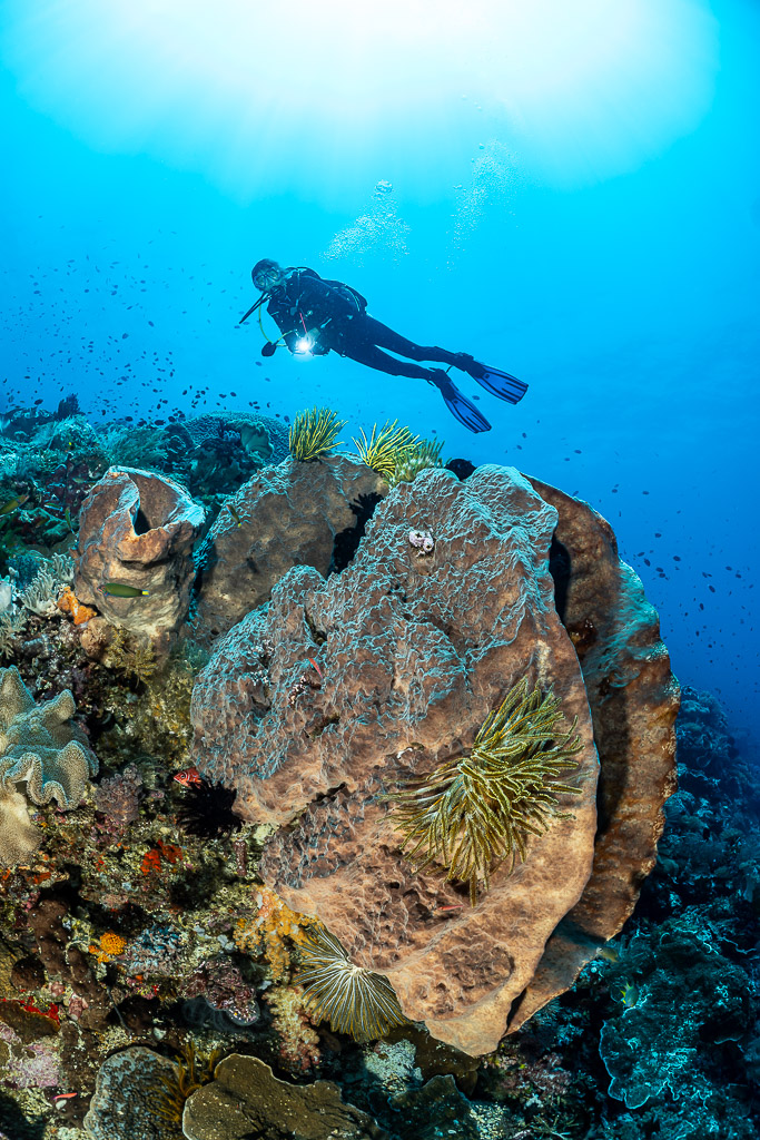 Diver with torch above a large folded sponge with crinoid, vertical, The Arch, Banda Sea, Indonesia