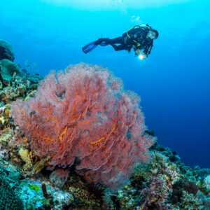 Diver with torch behind a large pink sea fan, The Arch, Banda Sea, Indonesia