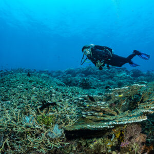 Diver swimming over table and staghorn corals, The Arch, Banda Sea, Indonesia