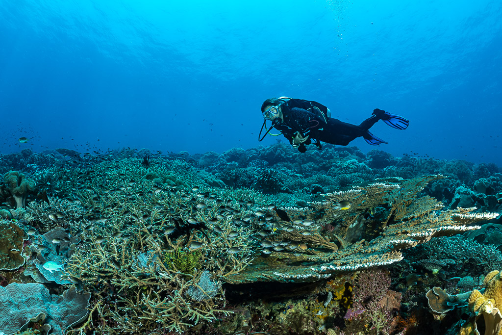 Diver swimming over table and staghorn corals, The Arch, Banda Sea, Indonesia