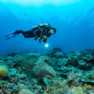 Diver with torch gliding low over a hard coral reef, The Arch, Banda Sea, Indonesia