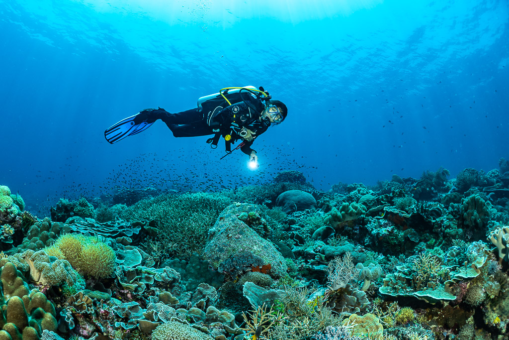 Diver with torch gliding low over a hard coral reef, The Arch, Banda Sea, Indonesia