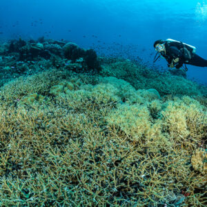 Diver beyond a dense field of staghorn coral, The Arch, Banda Sea, Indonesia
