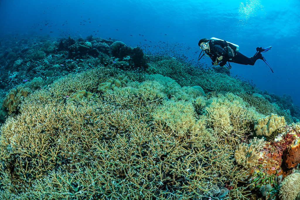 Diver beyond a dense field of staghorn coral, The Arch, Banda Sea, Indonesia