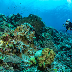 Diver behind lettuce and plate corals on a reef slope, The Arch, Banda Sea, Indonesia