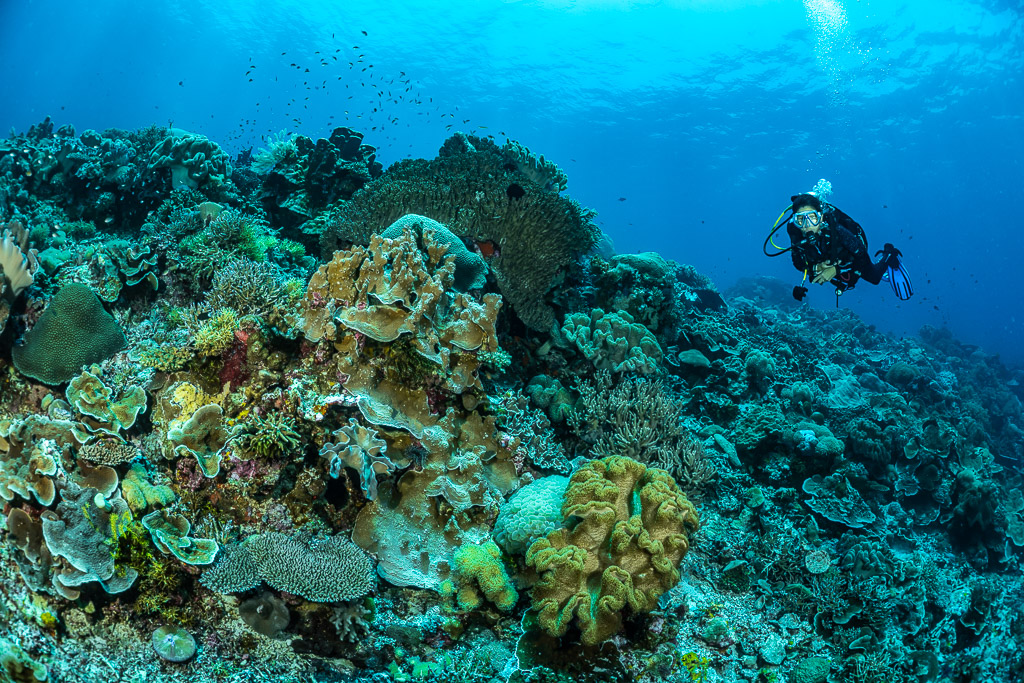 Diver behind lettuce and plate corals on a reef slope, The Arch, Banda Sea, Indonesia