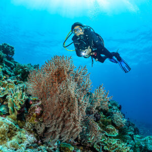 Diver with torch behind a dark red sea fan, The Arch, Banda Sea, Indonesia