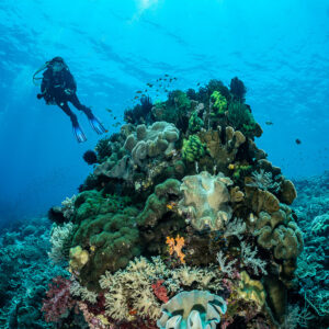 Diver above a coral pinnacle under sunburst, vertical, The Arch, Banda Sea, Indonesia