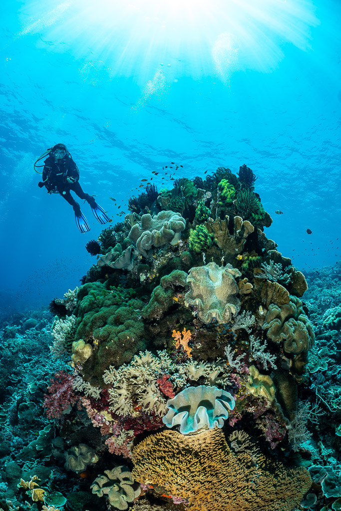 Diver above a coral pinnacle under sunburst, vertical, The Arch, Banda Sea, Indonesia
