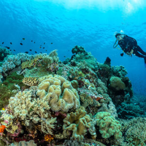 Diver swimming past coral heads with small reef fish, The Arch, Banda Sea, Indonesia