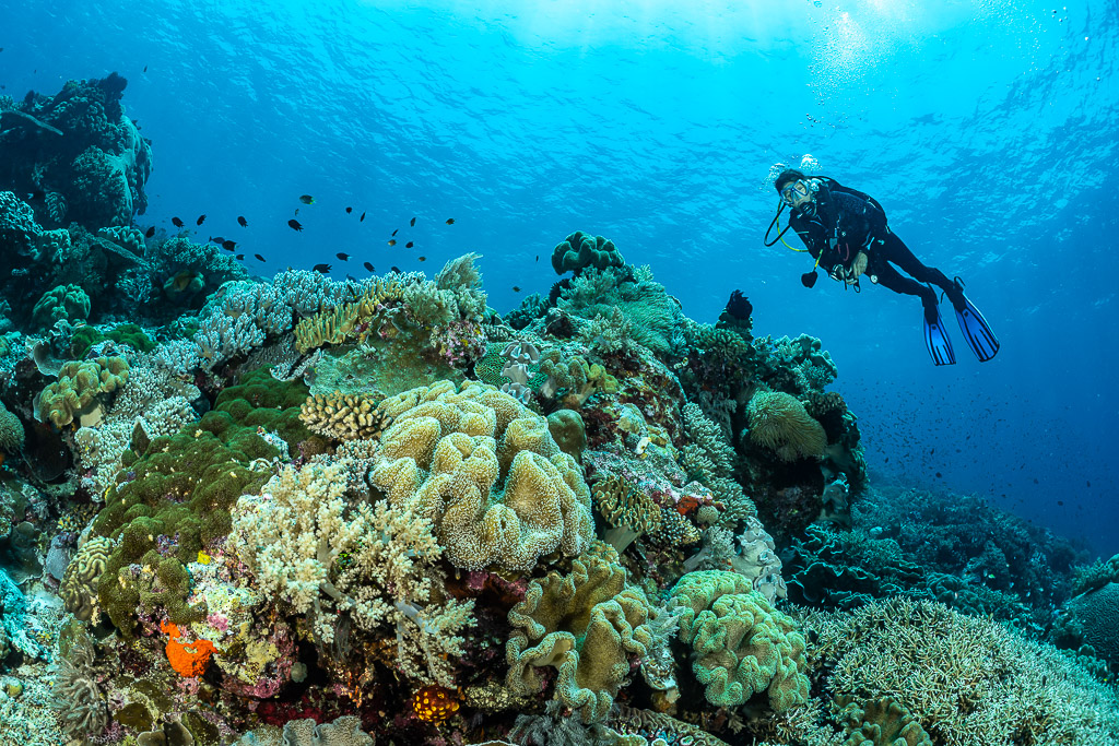 Diver swimming past coral heads with small reef fish, The Arch, Banda Sea, Indonesia