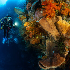 Diver with torch beside orange soft corals and a large sponge, The Arch, Banda Sea, Indonesia