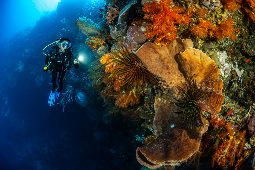 Diver with torch beside orange soft corals and a large sponge, The Arch, Banda Sea, Indonesia