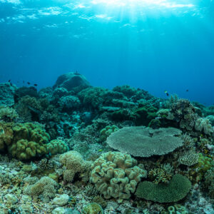 Shallow reef with table corals and leather corals under sunrays, The Arch, Banda Sea, Indonesia