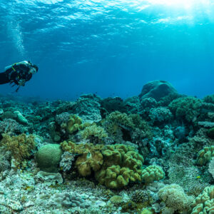 Diver swimming high over leather and table corals, sun above, The Arch, Banda Sea, Indonesia